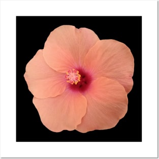 coral color flower, hibiscus, flowers, blossom, Posters and Art